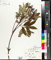 Sambucus racemosa image