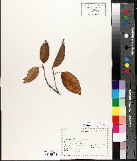 Viburnum lentago image