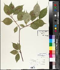 Viburnum lentago image