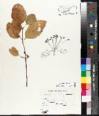 Viburnum lentago image