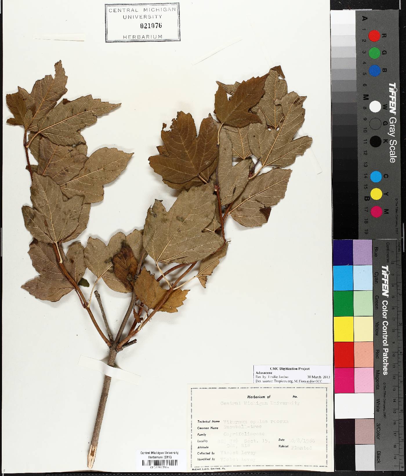 Viburnum opulus var. opulus image