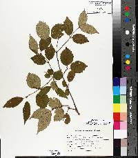 Viburnum rafinesqueanum image