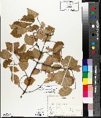 Viburnum rafinesqueanum image