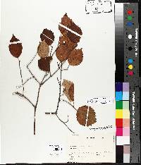 Viburnum rafinesqueanum image