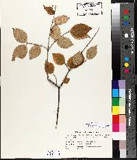 Viburnum rafinesqueanum image