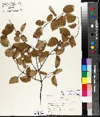 Viburnum rafinesqueanum image