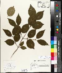 Viburnum rafinesqueanum image