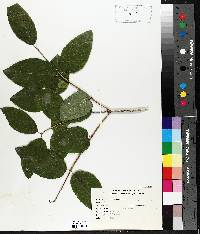 Lonicera canadensis image