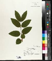 Lonicera canadensis image