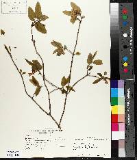 Lonicera canadensis image