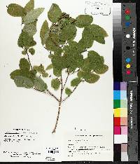 Lonicera canadensis image