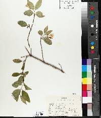 Lonicera canadensis image