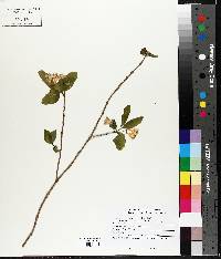 Lonicera canadensis image