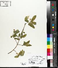 Lonicera canadensis image