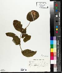 Lonicera dioica image