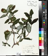 Lonicera dioica image