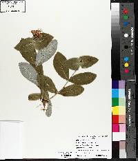 Lonicera dioica image