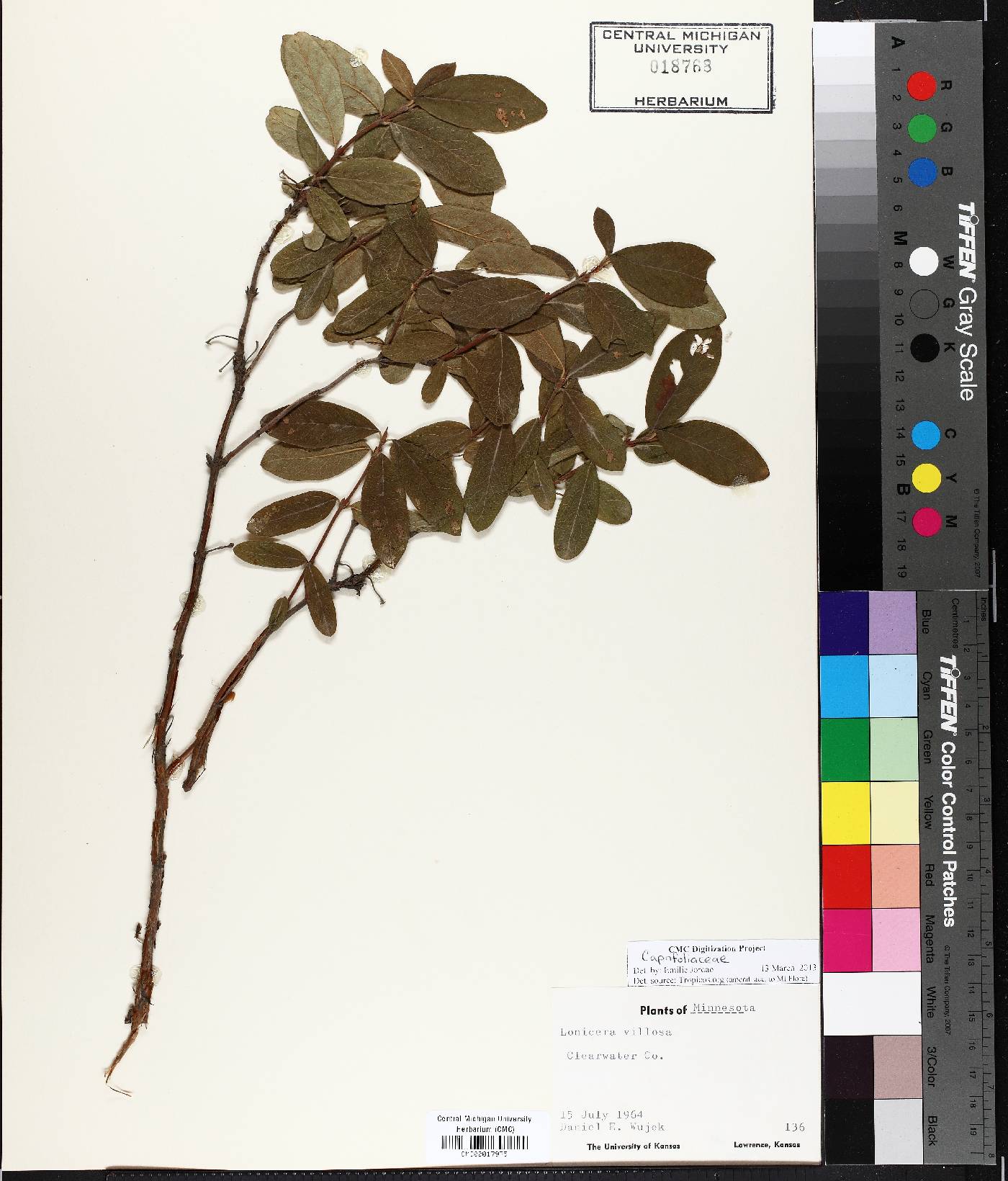 Lonicera villosa image