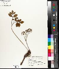 Aralia nudicaulis image