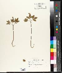 Panax trifolium image