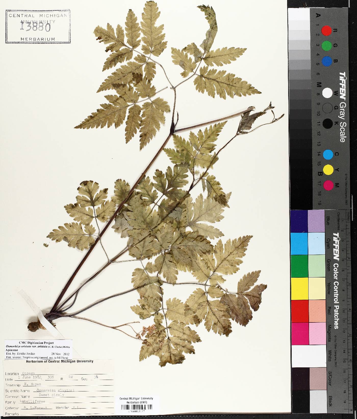 Osmorhiza aristata var. aristata image