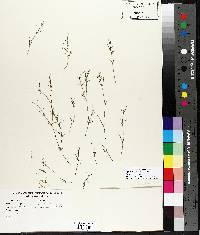 Najas flexilis image