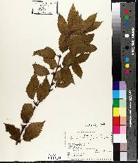 Betula alleghaniensis image