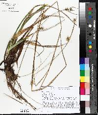 Carex folliculata image