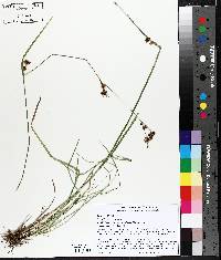 Rhynchospora capitellata image