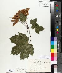 Acer platanoides image