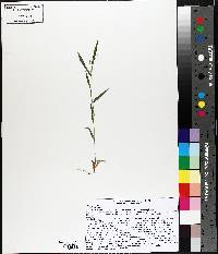 Panicum acuminatum image