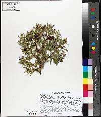 Thuja occidentalis image