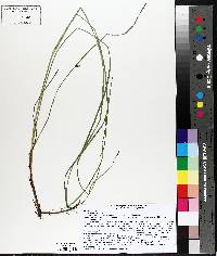 Carex sartwellii image