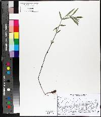 Epilobium leptophyllum image