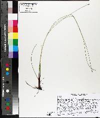 Eleocharis elliptica image