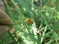 Carex flava image