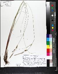 Carex lasiocarpa image