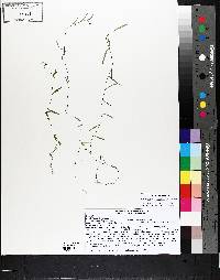 Palustricodon aparinoides image