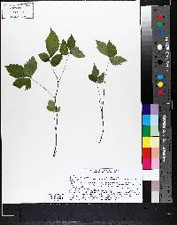 Rubus pubescens image