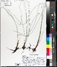 Eleocharis erythropoda image