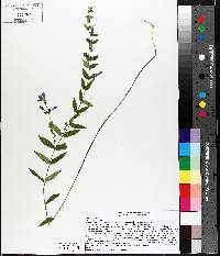 Scutellaria galericulata image