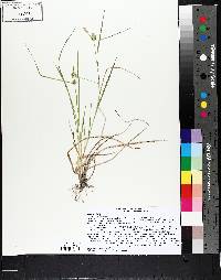 Carex viridistellata image