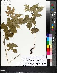 Vitis riparia image