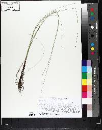 Eleocharis elliptica image