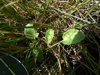 Parnassia glauca image