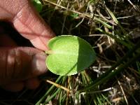 Parnassia glauca image