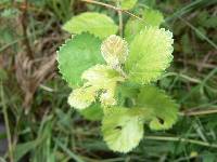 Betula pumila image