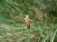 Eleocharis rostellata image