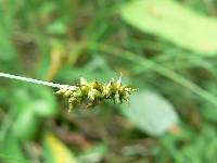 Carex interior image