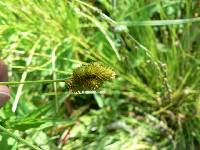 Carex bebbii image